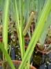 acorus_calamus
