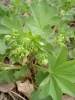 alchemilla-vulgaris