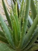 aloe_vera_1600758512
