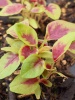 amarathus_tricolor