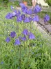 aquilegia-vulgaris