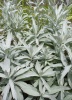 artemisia_ludoviciana_1421172170