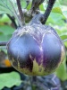 aubergine_obsidian