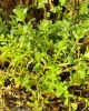 bacopa