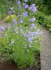 campanula_persicifolia