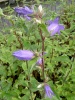 campanula_trachelium