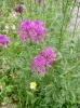 centaurea-scabiosa