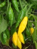 chili_li_ajilemdrop
