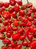 chili_rocotillo