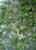 clematis-vitalba