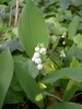 convallaria-majalis