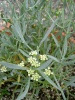 crithmum-maritimum