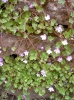 cymbalaria-muralis