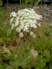 daucus-carota