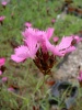 dianthus-carthusianorum