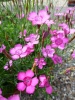dianthus_deltoides