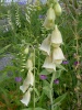 digitalis-grandiflora