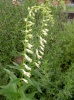digitalis-lutea