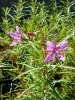 epilobium_dodonaei