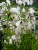eriophorum_latifolium