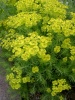 euphorbia-cyparissias