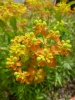 euphorbia_verrucosa