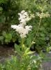 filipendula_ulmaria_231450169