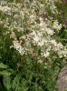 filipendula_vulgaris