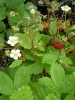 fragaria_vesca