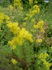 galium_verum_0
