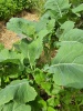 galizischer_kohl