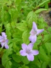 geranium_nodosum_1_20160104_134054