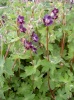 geranium_phaeum