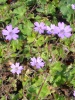 geranium_pyrenaicum