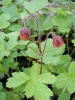 geum_rivale_183063507