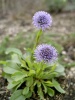 globularia_punctata