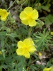 helianthemum_nummularium