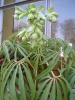 helleborus_foetidus