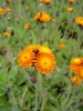 hieracium_aurantiacum_0