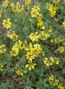 hippocrepis_comosa