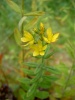hypericum_hirsutum_0