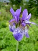 iris_sibirica_2139065588