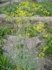 isatis_tinctoria