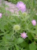 knautia_arvensis