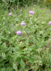 knautia_dipsacifolia