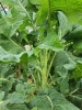 kohl_galizischer_932903569