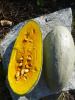 kuerbis_bluebanana