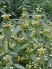 lamium-galeobdolon_