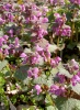 lamium_macul