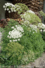 laserpitium_siler12_mg_6779-w02